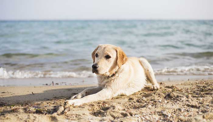 পেরুতে মনিবকে ভালোবেসে সমুদ্রসৈকতে কুকুর