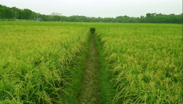 কৃষি জমি অন্য কাজে ব্যবহার করলে ৩ বছর কারাদণ্ড