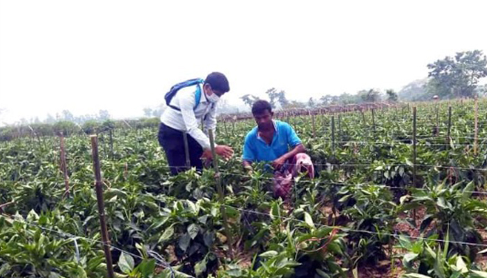 ছাতকে বিদেশি সবজি ক্যাপসিকাম চাষাবাদে সফল চাষি