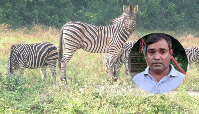 জেব্রাসহ ১৩ প্রাণীর মৃত্যুতে সাফারি পার্কের সাবেক কর্মকর্তার বিরুদ্ধে মামলা