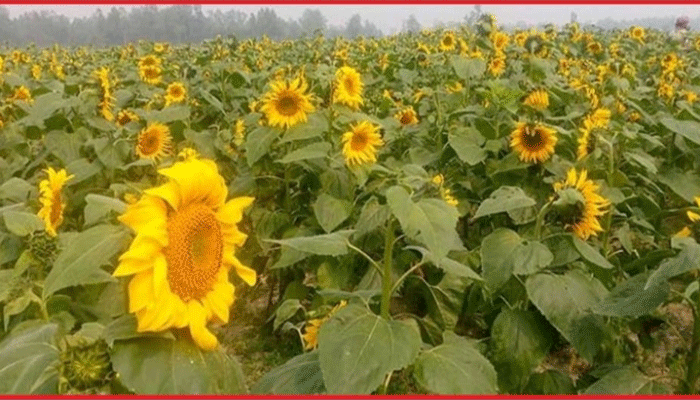 ডুমুরিয়ায় ভোজ্যতেল সূর্যমুখী চাষে বাণিজ্যিকভাবে সফল কৃষকরা