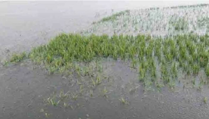 সুনামগঞ্জে বাঁধ ভেঙে তলিয়ে গেল হালির হাওর
