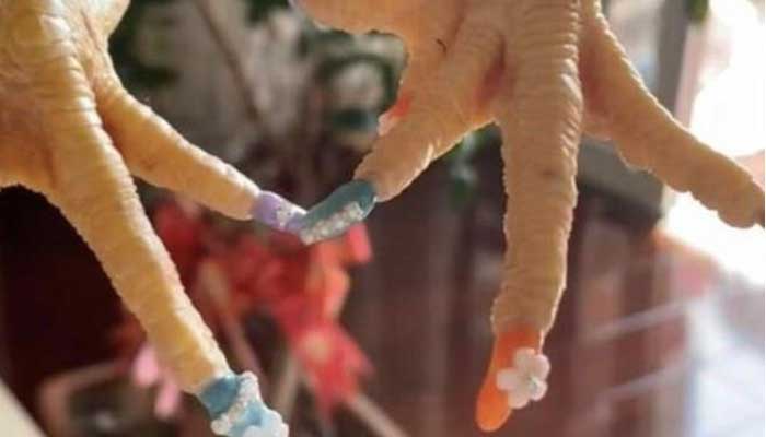 পোষা মোরগের নখে নেলপালিশ করলেন চীনা নারী