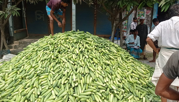 চাষীর ৪ টাকার শসা হাত বদলে ৩০ টাকা