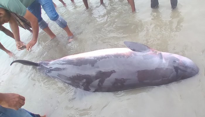 দেশে নতুন প্রজাতির তিমির সন্ধান