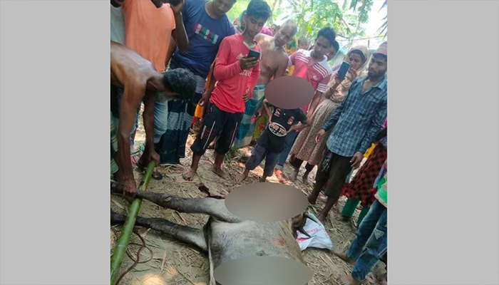 ঠাকুরগাঁওয়ে নীলগাই জবাই করল এলাকাবাসী