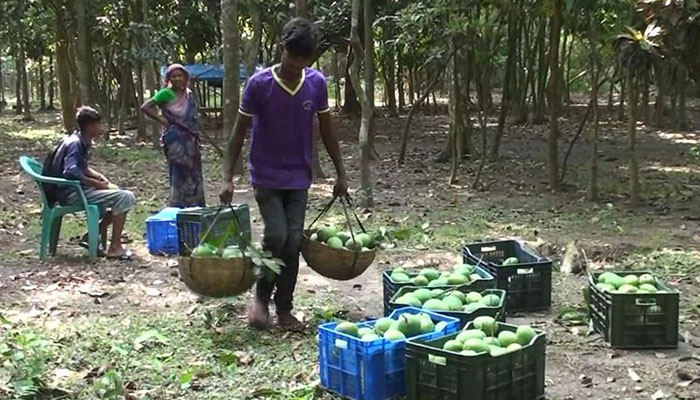 সাতক্ষীরায় আম বাগান থেকে আম সংগ্রহ শুরু