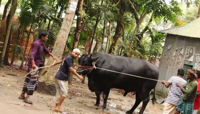 ত্রিশ মণের ভাটির রাজার দাম ১২ লাখ