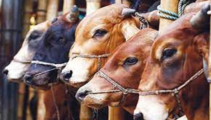 দেশে এবার ৯৯ লাখ ৫১ হাজার পশু কোরবানি: প্রাণিসম্পদ মন্ত্রণালয়