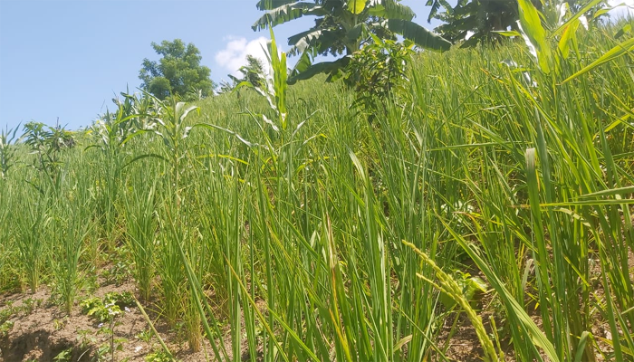 বৃষ্টি নেই পাহাড়ে, জুমচাষিদের কান্না