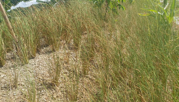 বৃষ্টি নেই পাহাড়ে, জুমচাষিদের কান্না