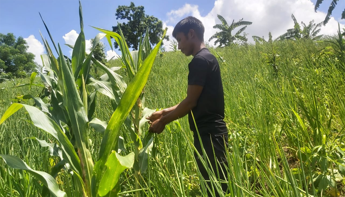 বৃষ্টি নেই পাহাড়ে, জুমচাষিদের কান্না
