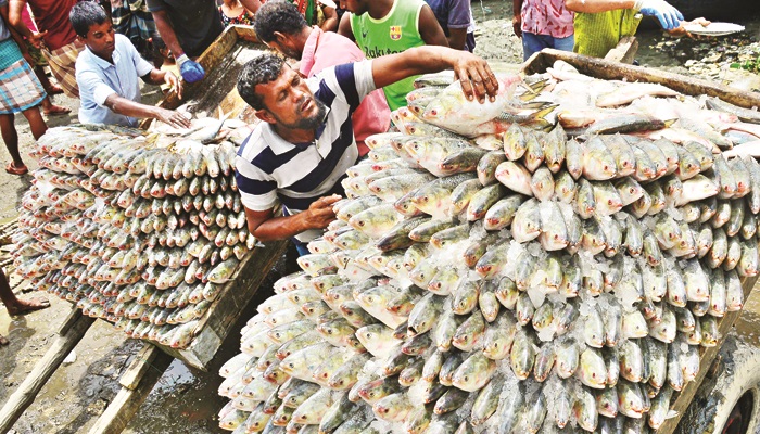 ৭৫ মণ ইলিশ এক ট্রলারে, বিক্রি ১৮ লাখে