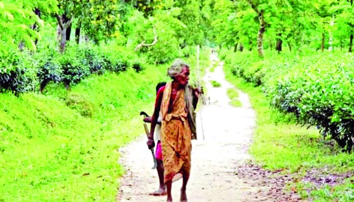 ‘সমঝোতা’ ভেস্তে গেছে ফের ধর্মঘটে চা শ্রমিকরা