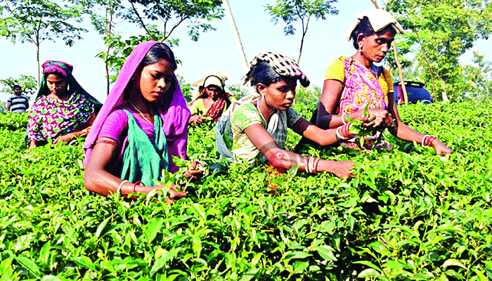 চা শ্রমিকের মানবেতর জীবন