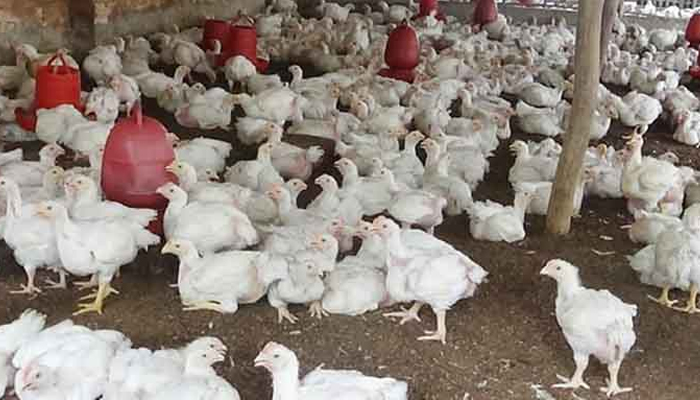 মুরগি উৎপাদনেও সফল বাংলাদেশ, দক্ষিণ এশিয়ায় তৃতীয়