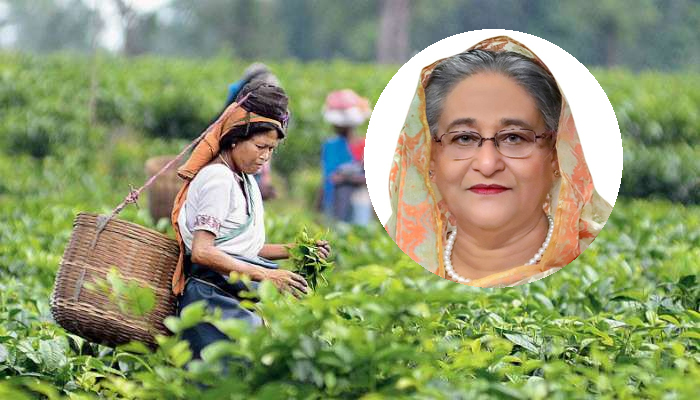 চা শ্রমিকদের সঙ্গে প্রধানমন্ত্রীর ভিডিও কনফারেন্স শনিবার