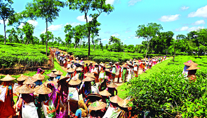 শ্রমিক ধর্মঘটে ‘অচল’ চা শিল্প