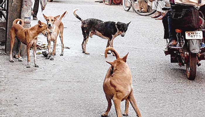 কুকুরের কামড়ে আক্রান্ত দুই লাখ