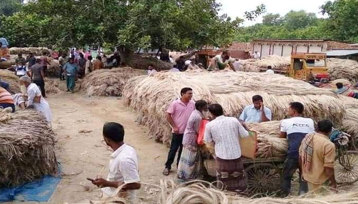 আত্রাইয়ে পাটের দাম বৃদ্ধি, কৃষকের মুখে হাসির ঝিলিক