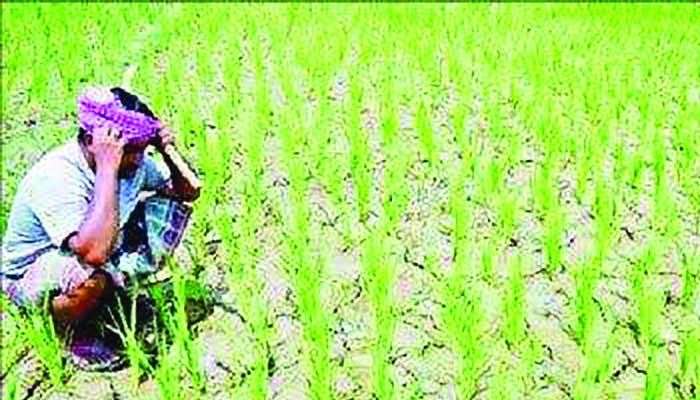 কুষ্টিয়ায় আমন আবাদে খরচ বেড়ে দ্বিগুণ, বিপাকে কৃষক