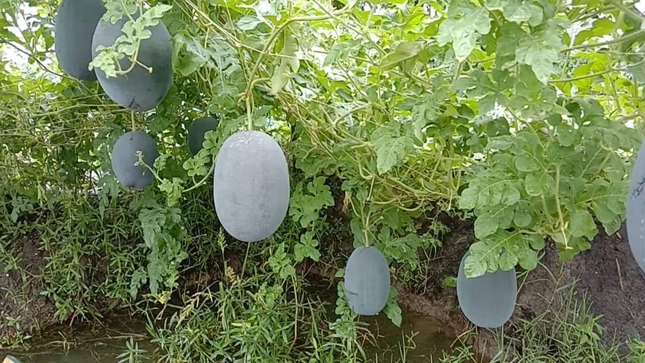 আশাশুনিতে অমৌসুমি তরমুজ চাষে সফলতা
