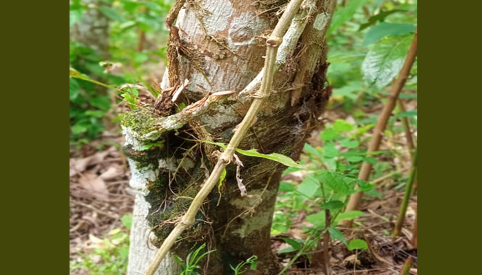 কুলাউড়ায় দেড় শতাধিক পান গাছ কাটল দুষ্কৃতকারীরা