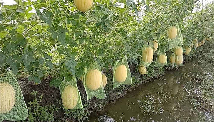 আশাশুনিতে অমৌসুমি তরমুজ চাষে সফলতা