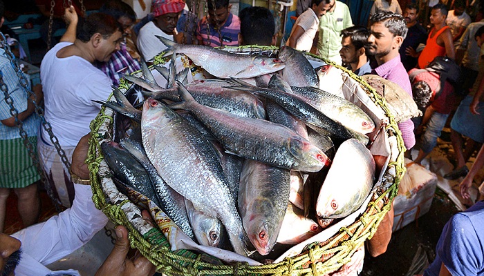কলকাতার বাজারে দাম পাচ্ছে না ‘পদ্মার ইলিশ’