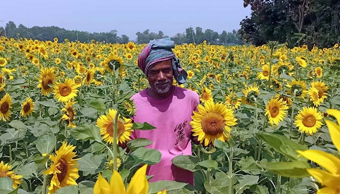 কৃষকদেরকে বিনামূল্যে দেয়া হবে তেলবীজ