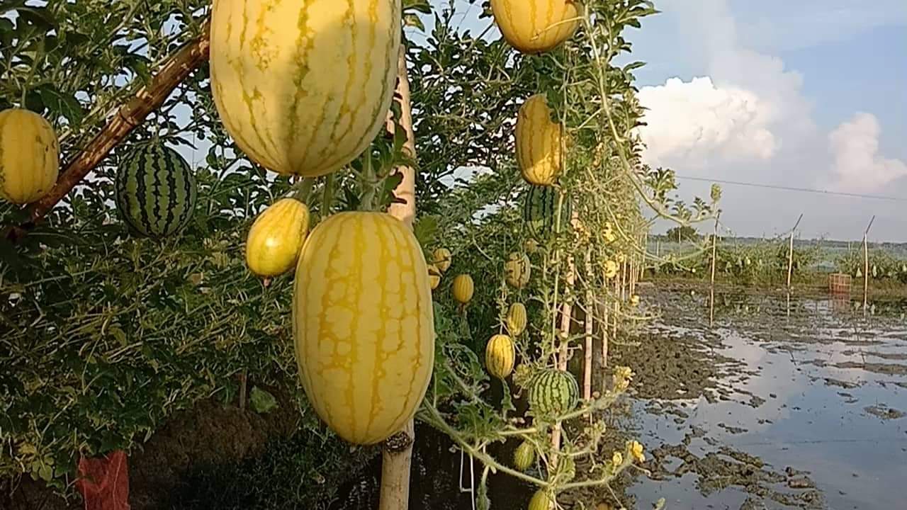 আশাশুনিতে অমৌসুমি তরমুজ চাষে সফলতা