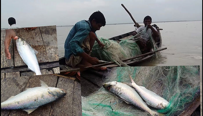 ৭-২২ অক্টোবর ইলিশ ধরা ও বিক্রি নিষিদ্ধ