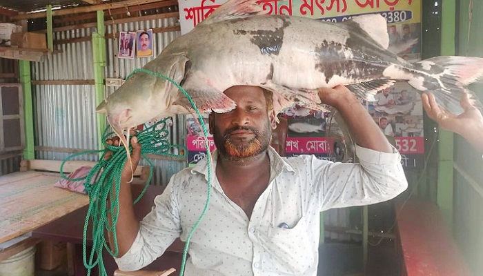 দৌলতদিয়ায় ধরা পড়ল ২১ কেজির বাঘাইড়