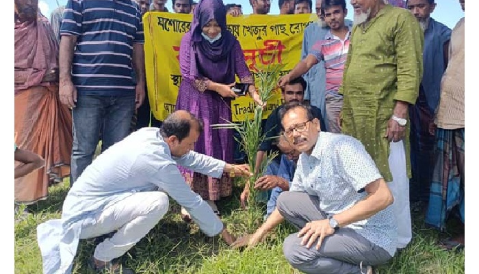 যশোরের ঐতিহ্য রক্ষায় খেজুর গাছ রোপণ কর্মসূচি