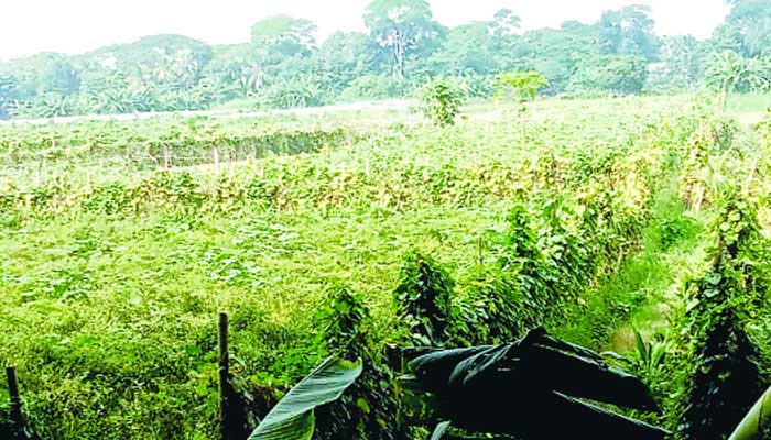 সদরপুরে ব্যাপক হারে সবজি চাষ