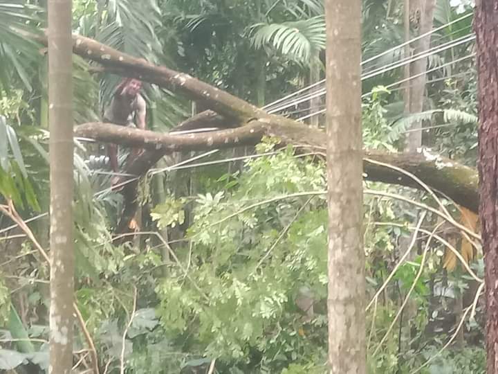 ভোলায় গাছ চাপায় ৫ মৃত্যু