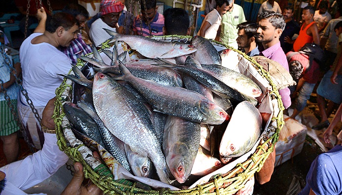 ২২ দিন দেশব্যাপী বন্ধ থাকবে ইলিশ আহরণ