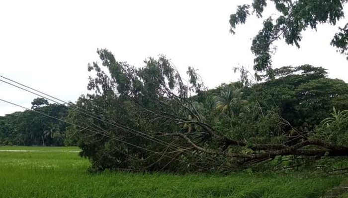 ভোলায় গাছ চাপায় ৫ মৃত্যু