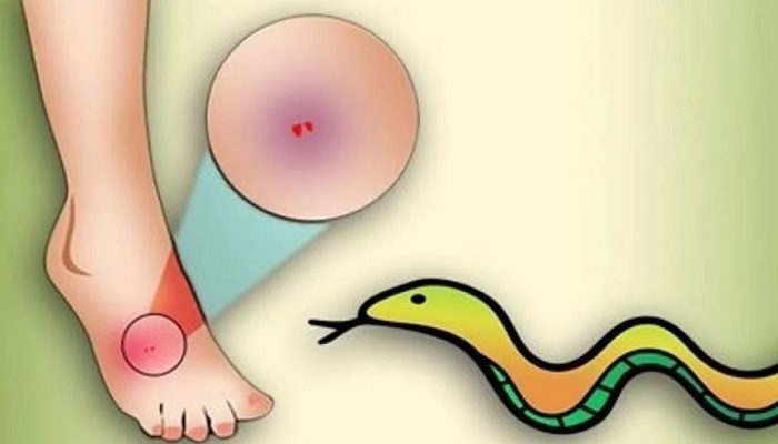সাপের কামড়ে শিক্ষার্থীর মৃত্যু