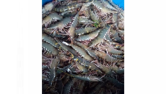 ডুমুরিয়ার চিংড়ি চাষীদের মুখে হাসি নেই