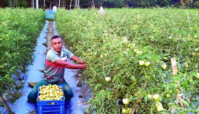 রানীনগরে কাঁটা বেগুন গাছে টমেটো চাষ