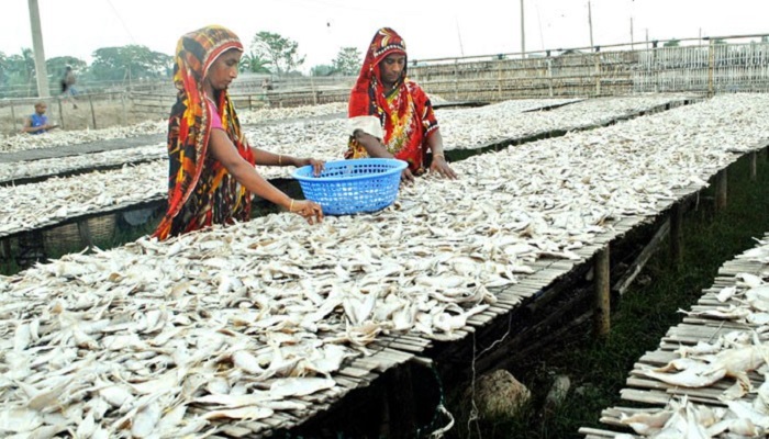 দুবলার চরে শুঁটকি মৌসুম, রাজস্ব আসবে ৪ কোটি