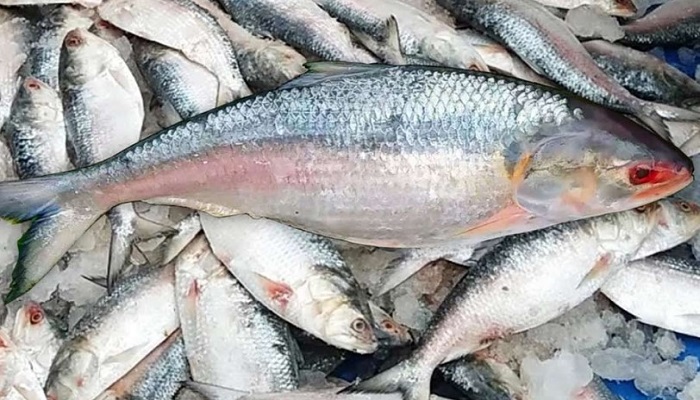শুক্রবার থেকে টানা ২২ দিন ইলিশ ধরা নিষিদ্ধ