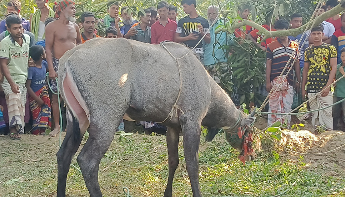 শিবগঞ্জ সীমান্তে নীলগাই উদ্ধার