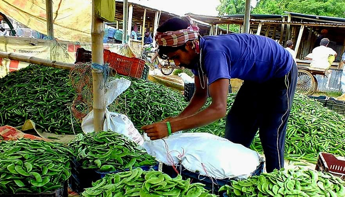 আগাম জাতের শিম চাষে হাসছেন ঈশ্বরদীর চাষিরা