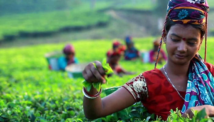 চা উৎপাদনে রেকর্ড