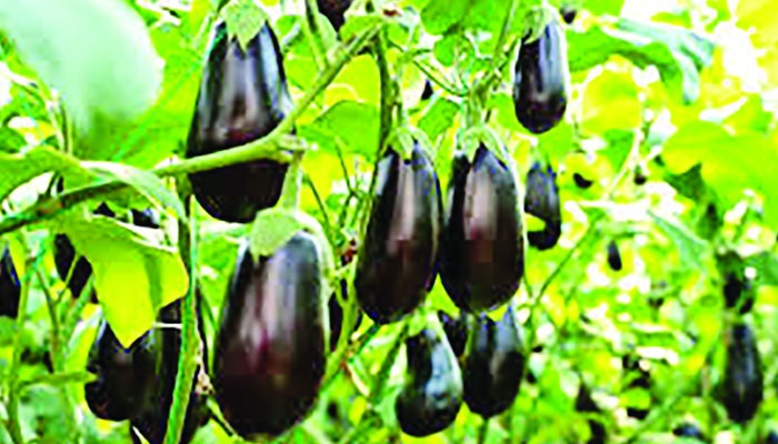 বাড়ছে শাকসবজির উৎপাদন, মিলছে ক্ষতিকর উপাদান