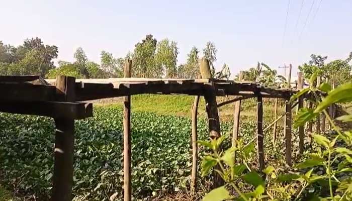 ব্রিজটি পাকা করতে চায় এলাকাবাসী