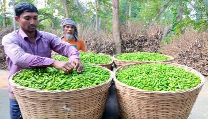 ডুমুরিয়ায় মরিচ চাষে বাম্পার ফলন