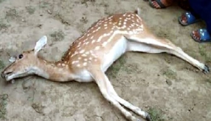 পাথরঘাটার জঙ্গল থেকে মৃত হরিণ উদ্ধার!